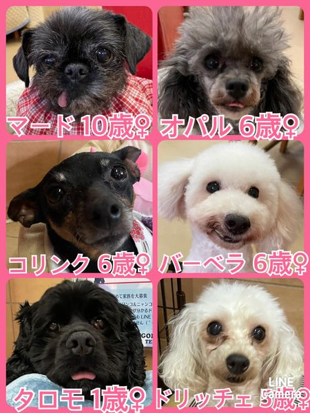 🐾今日の里親様募集中ワンコ🐶メンバーです🐾2022,7,16【保護犬カフェ天神橋店】